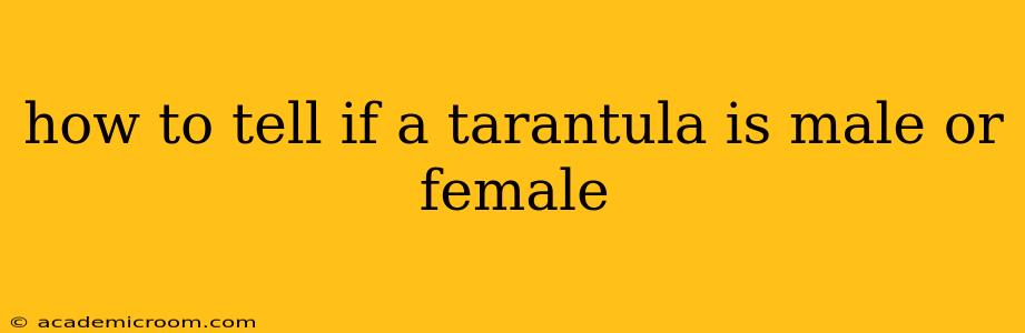 how to tell if a tarantula is male or female