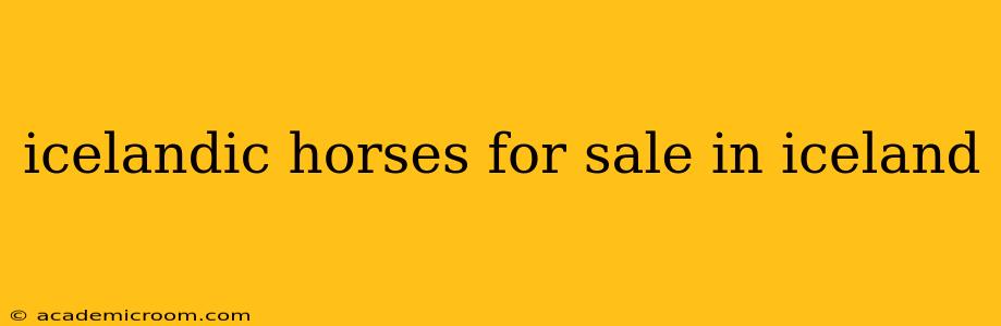 icelandic horses for sale in iceland