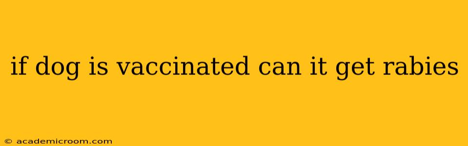 if dog is vaccinated can it get rabies