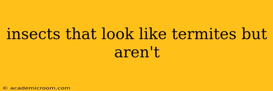 insects that look like termites but aren't