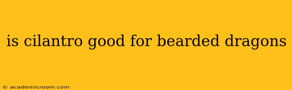 is cilantro good for bearded dragons