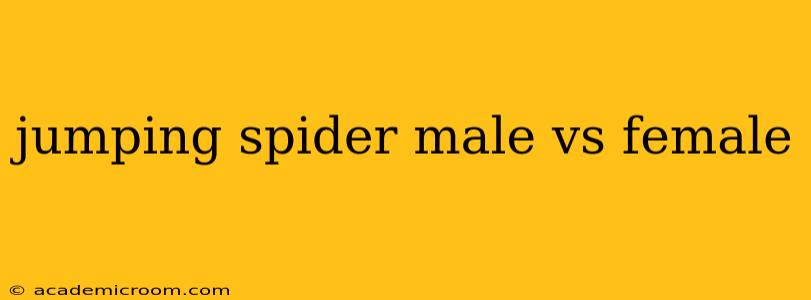 jumping spider male vs female