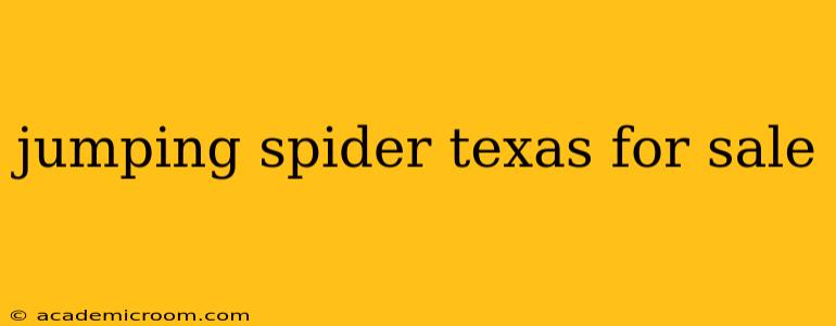 jumping spider texas for sale