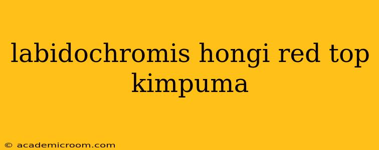 labidochromis hongi red top kimpuma