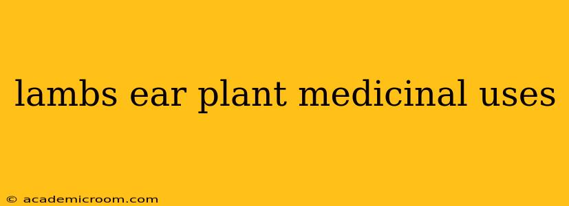 lambs ear plant medicinal uses