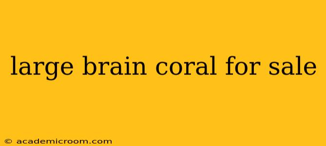 large brain coral for sale
