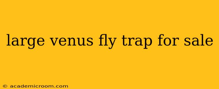 large venus fly trap for sale