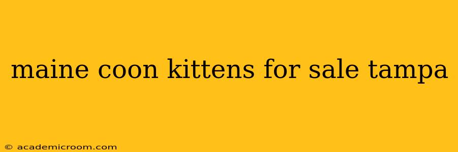 maine coon kittens for sale tampa