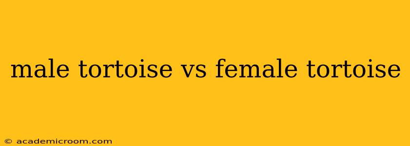 male tortoise vs female tortoise