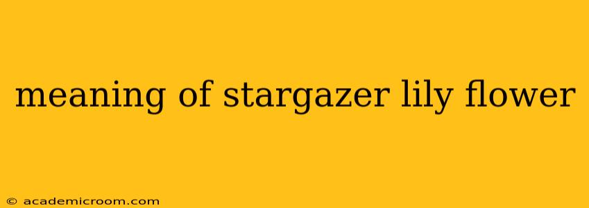 meaning of stargazer lily flower
