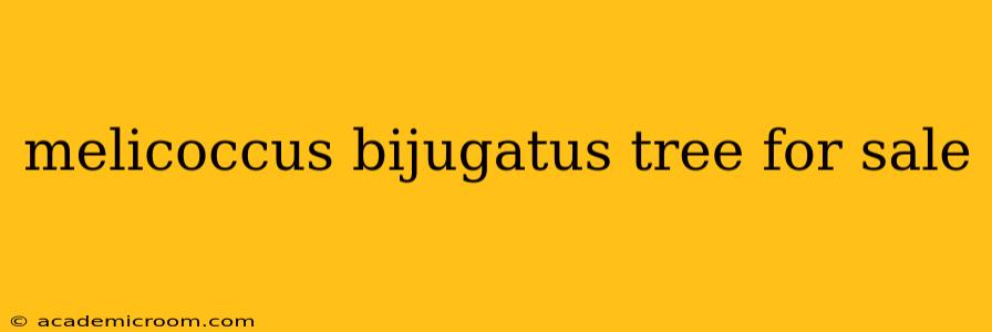 melicoccus bijugatus tree for sale