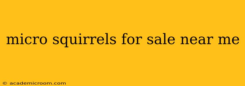 micro squirrels for sale near me