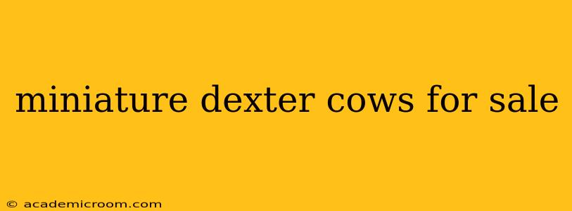 miniature dexter cows for sale