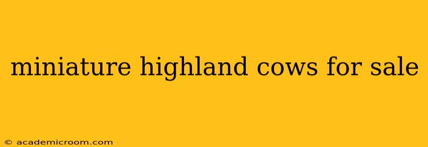 miniature highland cows for sale