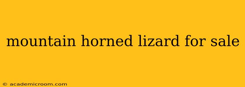 mountain horned lizard for sale