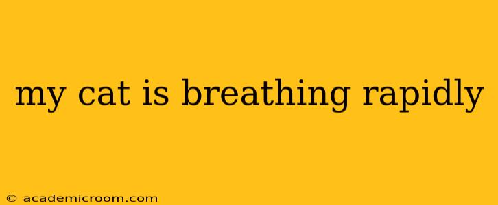 my cat is breathing rapidly