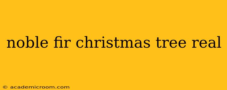 noble fir christmas tree real