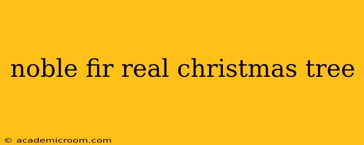 noble fir real christmas tree