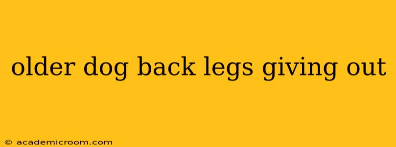 older dog back legs giving out