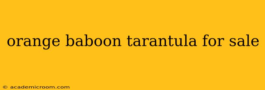 orange baboon tarantula for sale