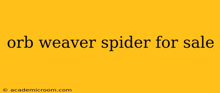 orb weaver spider for sale