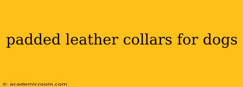 padded leather collars for dogs