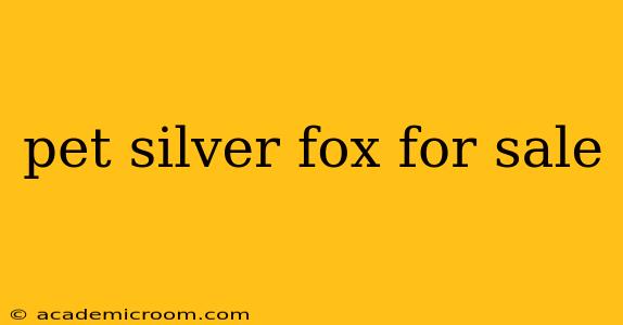 pet silver fox for sale