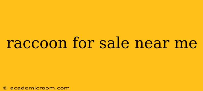 raccoon for sale near me
