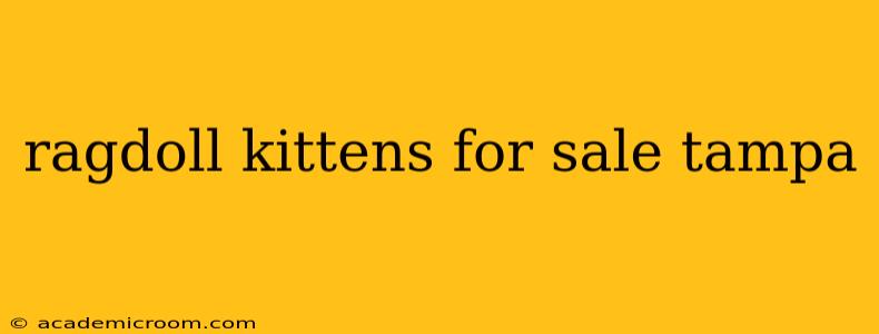 ragdoll kittens for sale tampa