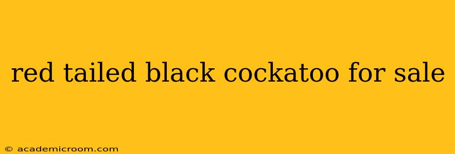 red tailed black cockatoo for sale