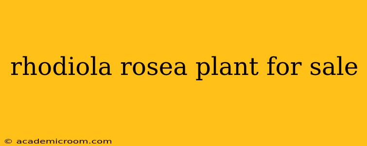 rhodiola rosea plant for sale