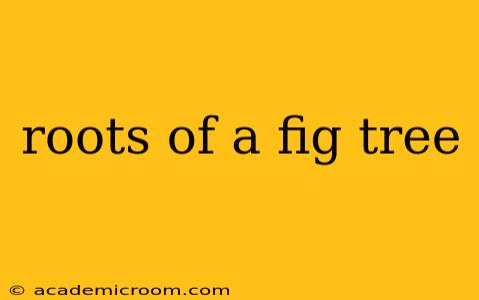 roots of a fig tree