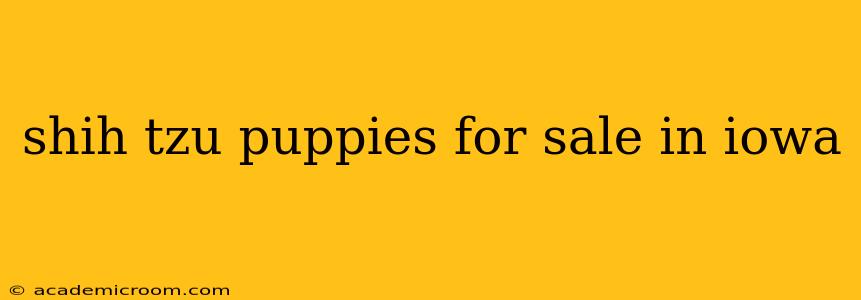 shih tzu puppies for sale in iowa