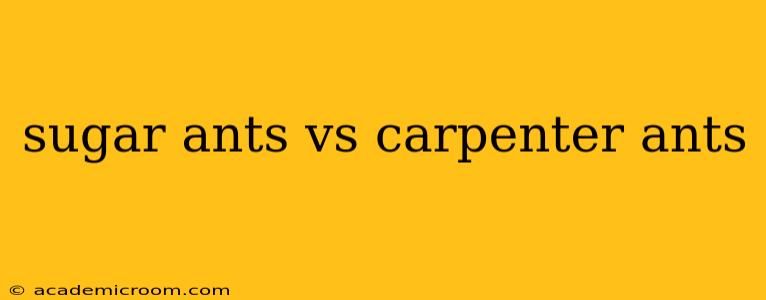 sugar ants vs carpenter ants