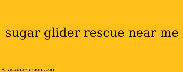 sugar glider rescue near me