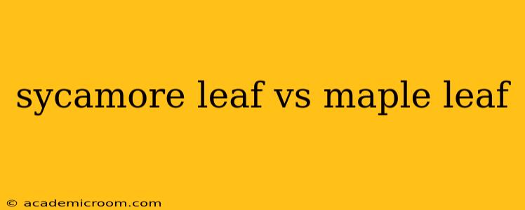 sycamore leaf vs maple leaf