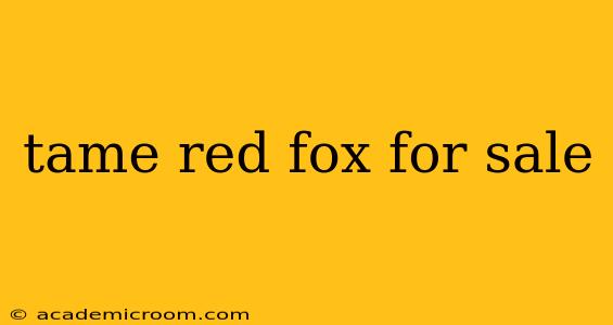tame red fox for sale