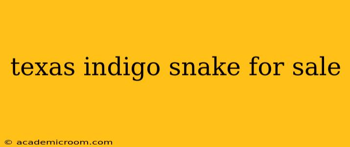 texas indigo snake for sale