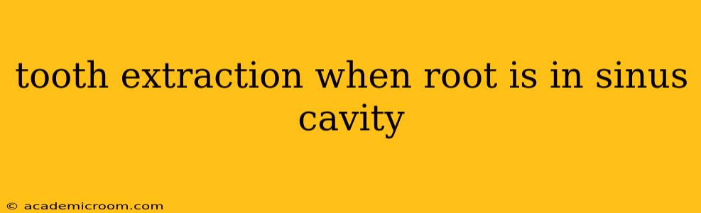tooth extraction when root is in sinus cavity