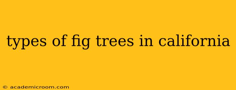 types of fig trees in california