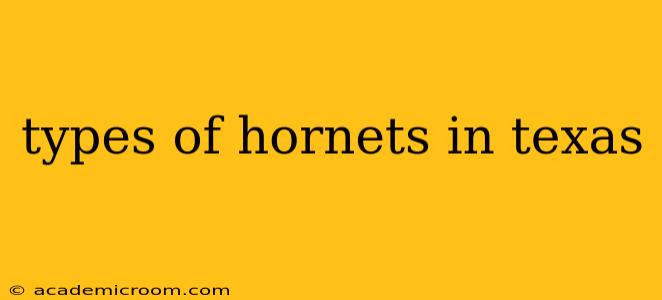 types of hornets in texas