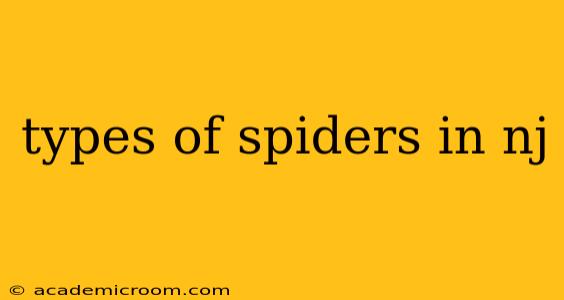 types of spiders in nj