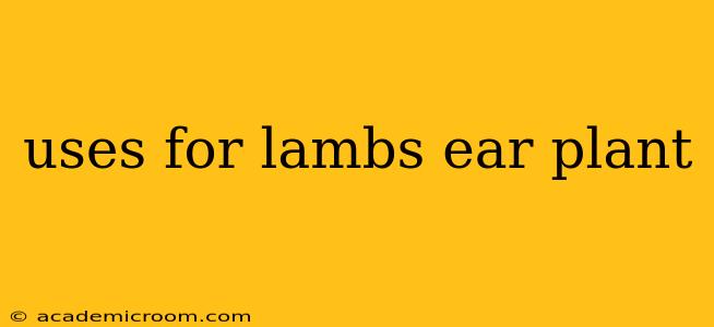 uses for lambs ear plant