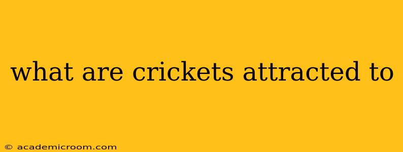what are crickets attracted to