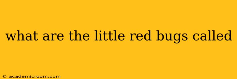 what are the little red bugs called