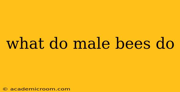 what do male bees do