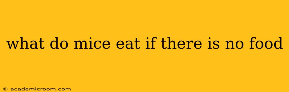 what do mice eat if there is no food