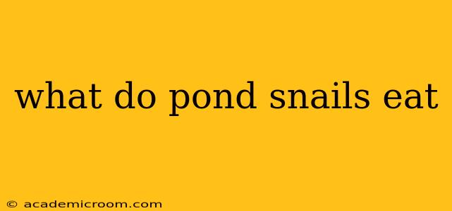 what do pond snails eat