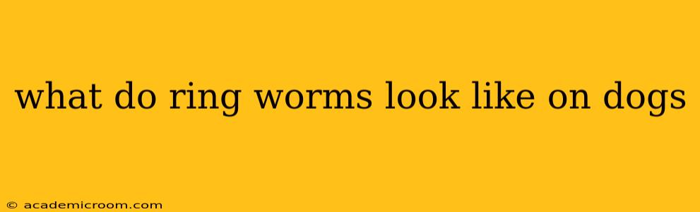 what do ring worms look like on dogs
