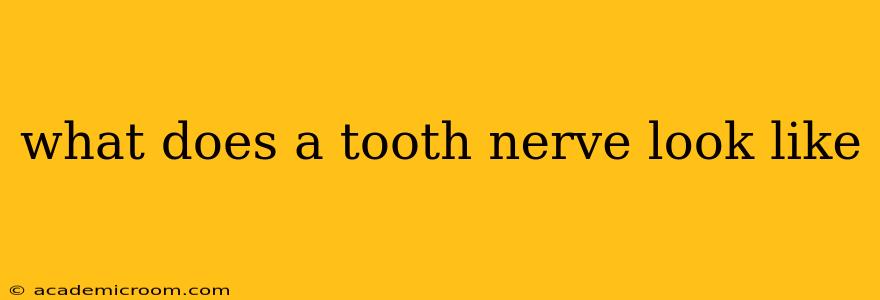 what does a tooth nerve look like